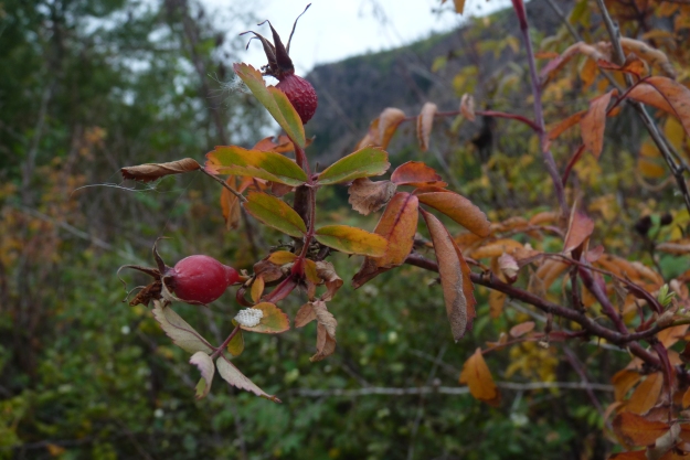 A pair of rose hips